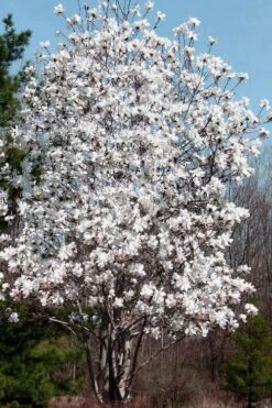 Centennial Star Magnolia - 3 Gallon Pot -Botanica Tree Store Magnolia Centennial 19
