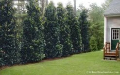 Claudia Wannamaker Southern Magnolia - 7 Gallon Pot (4-5') -Botanica Tree Store Magnolia Claudia Wannamaker 2 1