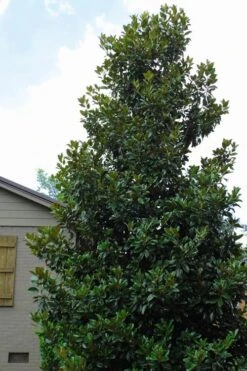 Claudia Wannamaker Southern Magnolia - 7 Gallon Pot (5-6') -Botanica Tree Store Magnolia Claudia Wannamaker 4