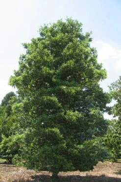 Green Shadow Sweetbay Magnolia Tree (Magnolia Virginiana) - 3 Gallon Pot (3-4') 9 Green Shadow Sweetbay Magnolia Tree (Magnolia Virginiana) - 3 Gallon Pot (3-4') -Botanica Tree Store Magnolia Green Shadow Sweetbay Mature 1