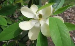 Green Shadow Sweetbay Magnolia Tree (Magnolia Virginiana) - 3 Gallon Pot (3-4') 10 Green Shadow Sweetbay Magnolia Tree (Magnolia Virginiana) - 3 Gallon Pot (3-4') -Botanica Tree Store Magnolia GreenShadow Sweet Bay Flower 2 1