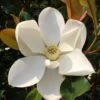 Kay Parris Southern Magnolia - 7 Gallon Pot (5-6')