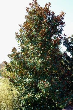 Kay Parris Southern Magnolia - 7 Gallon Pot (5-6') -Botanica Tree Store Magnolia Kay Parris 2 1