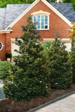 Greenback Southern Magnolia - 3 Gallon Pot -Botanica Tree Store Magnolia Kay Parris 4 2