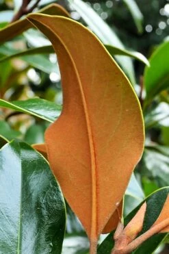 Kay Parris Southern Magnolia - 7 Gallon Pot (5-6') -Botanica Tree Store Magnolia Kay Parris 5 1