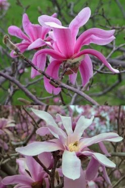 Leonard Messel Star Magnolia - 1 Gallon Pot -Botanica Tree Store Magnolia Leonard Messel 21