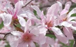 Leonard Messel Star Magnolia - 1 Gallon Pot -Botanica Tree Store Magnolia Leonard Messel 23