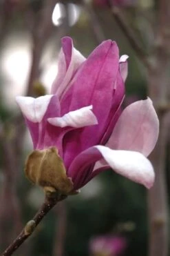 Leonard Messel Star Magnolia - 1 Gallon Pot -Botanica Tree Store Magnolia Leonard Messel 25