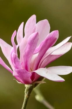 Leonard Messel Star Magnolia - 1 Gallon Pot -Botanica Tree Store Magnolia Leonard Messel 26