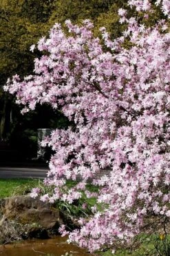 Leonard Messel Star Magnolia - 1 Gallon Pot -Botanica Tree Store Magnolia Leonard Messel 3