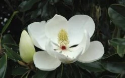 Kay Parris Southern Magnolia - 7 Gallon Pot (5-6') -Botanica Tree Store Magnolia Little Gem Bloom 2 3