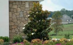 Little Gem Dwarf Southern Magnolia - 3 Gallon Pot (2.5-3.5') -Botanica Tree Store Magnolia Little Gem Home Corner