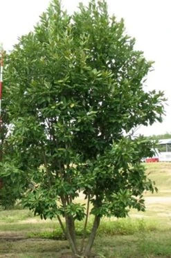 Moonglow Sweetbay Magnolia Tree (Magnolia Virginiana 'Jim Wilson') - 1 Gallon Pot 10 Moonglow Sweetbay Magnolia Tree (Magnolia Virginiana 'Jim Wilson') - 1 Gallon Pot -Botanica Tree Store Magnolia Moonglow Sweetbay 6 1