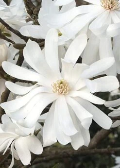 Royal Star Magnolia - 2 Gallon Pot -Botanica Tree Store Magnolia Royal Star 10