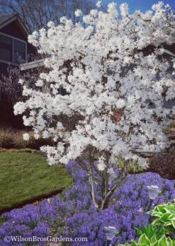 Royal Star Magnolia - 3 Gallon Pot -Botanica Tree Store Magnolia Royal Star 12 1