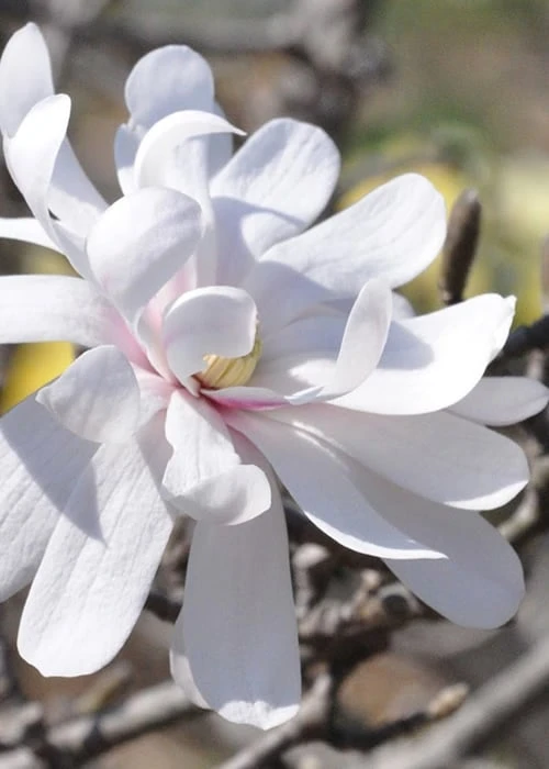 Royal Star Magnolia - 1 Gallon Pot 1 Royal Star Magnolia - 1 Gallon Pot
