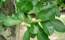 Waterlily Star Magnolia Tree - 3 Gallon Pot 20 Waterlily Star Magnolia Tree - 3 Gallon Pot -Botanica Tree Store Magnolia Star Waterlily 2