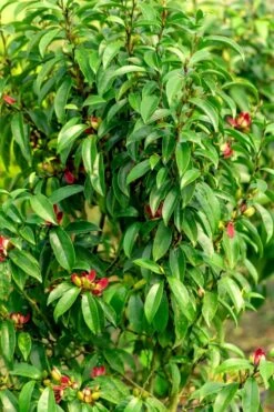 Stellar Ruby Magnolia X Figo - Banana Shrub Hybrid - 7 Gallon Pot (3-4') 9 Stellar Ruby Magnolia X Figo - Banana Shrub Hybrid - 7 Gallon Pot (3-4') -Botanica Tree Store Magnolia Stellar Ruby 4 1