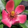 Stellar Ruby Magnolia X Figo - Banana Shrub Hybrid - 1 Gallon Pot