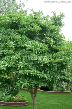 Royal Star Magnolia - 1 Gallon Pot 11 Royal Star Magnolia - 1 Gallon Pot -Botanica Tree Store Magnolia Stellata 1 5