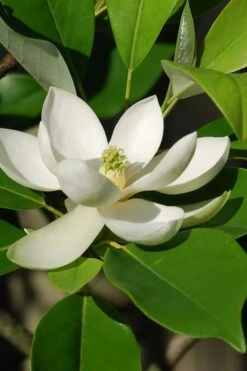 Sweetbay Magnolia - 5 Gallon Pot -Botanica Tree Store Magnolia Sweet Bay 10 2