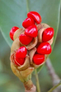 Sweetbay Magnolia (Single Trunk Tree Form) - 7 Gallon Pot (5-6') -Botanica Tree Store Magnolia Sweet Bay 14