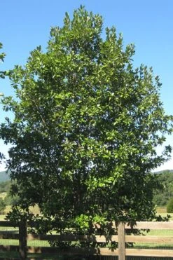 Sweetbay Magnolia (Single Trunk Tree Form) - 7 Gallon Pot (5-6') -Botanica Tree Store Magnolia Sweet Bay 17