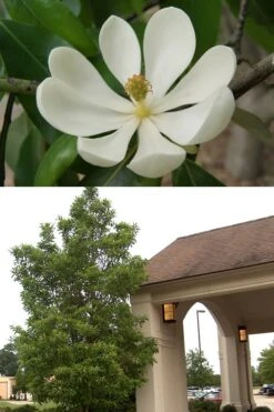 Sweetbay Magnolia - 7 Gallon Pot (5-6') 11 Sweetbay Magnolia - 7 Gallon Pot (5-6') -Botanica Tree Store Magnolia Sweetbay 2 500x750 2