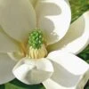 Moonglow Sweetbay Magnolia Tree (Magnolia Virginiana 'Jim Wilson') - 1 Gallon Pot