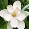 Northern Belle Sweetbay Magnolia Tree (Magnolia Virginiana) - 7 Gallon Pot (5-6')