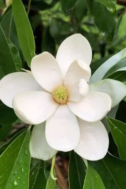 Northern Belle Sweetbay Magnolia Tree (Magnolia Virginiana) - 7 Gallon Pot (3-4')