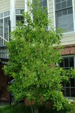 Northern Belle Sweetbay Magnolia Tree (Magnolia Virginiana) - 7 Gallon Pot (5-6') 9 Northern Belle Sweetbay Magnolia Tree (Magnolia Virginiana) - 7 Gallon Pot (5-6') -Botanica Tree Store Magnolia Sweetbay Northern Belle 2 1