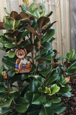 Teddy Bear Dwarf Southern Magnolia - 7 Gallon Pot (3-4') -Botanica Tree Store Magnolia Teddy Bear 4 1