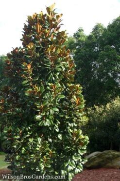 Teddy Bear Dwarf Southern Magnolia - 7 Gallon Pot (3-4') -Botanica Tree Store Magnolia Teddy Bear 5 1