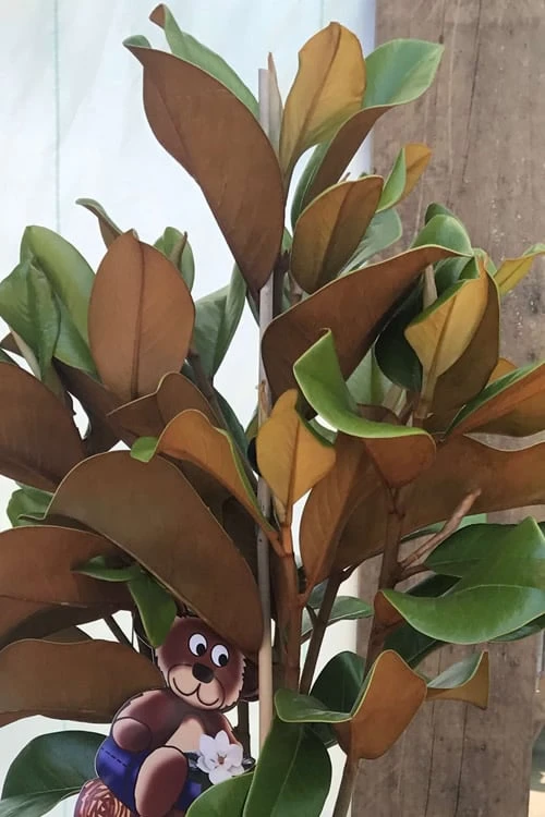 Teddy Bear Dwarf Southern Magnolia - 3 Gallon Pot 5 Teddy Bear Dwarf Southern Magnolia - 3 Gallon Pot - Image 5