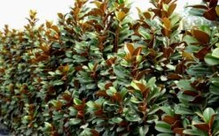 Teddy Bear Dwarf Southern Magnolia - 7 Gallon Pot (3-4') -Botanica Tree Store Magnolia Teddy Bear 8 1