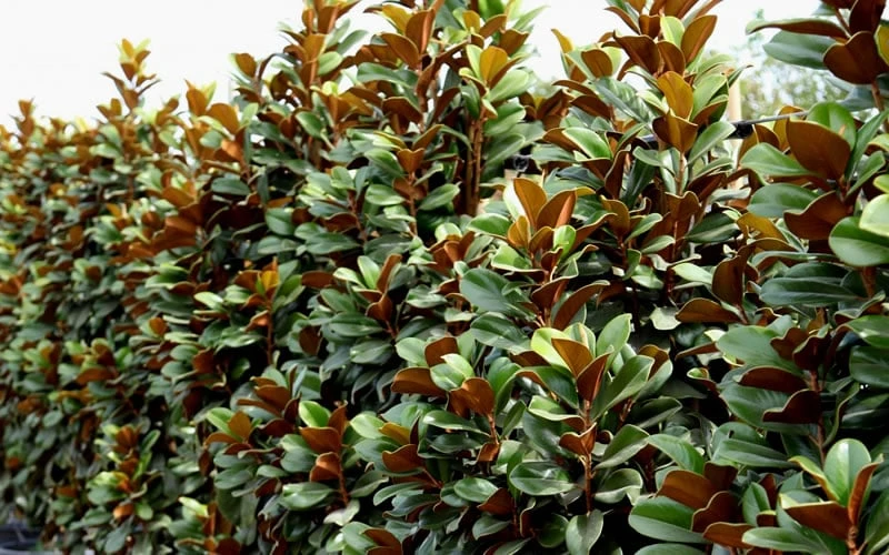 Teddy Bear Dwarf Southern Magnolia - 3 Gallon Pot 8 Teddy Bear Dwarf Southern Magnolia - 3 Gallon Pot - Image 8