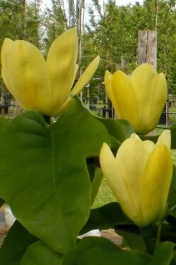Yellow Bird Magnolia Tulip Tree - 3 Gallon Pot -Botanica Tree Store Magnolia Yellow Bird 10
