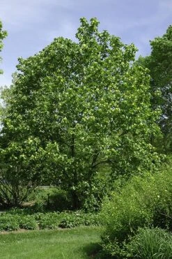 Yellow Bird Magnolia Tulip Tree - 1 Gallon Pot -Botanica Tree Store Magnolia Yellow Bird 100 1