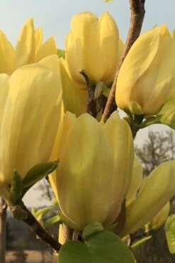 Yellow Bird Magnolia Tulip Tree - 3 Gallon Pot -Botanica Tree Store Magnolia Yellow Bird 14