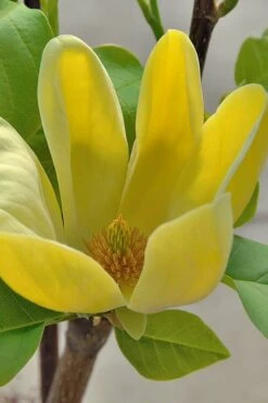 Yellow Bird Magnolia Tulip Tree - 1 Gallon Pot -Botanica Tree Store Magnolia Yellow Bird 16 1