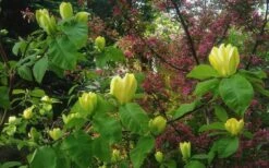 Yellow Bird Magnolia Tulip Tree - 3 Gallon Pot -Botanica Tree Store Magnolia Yellow Bird 18