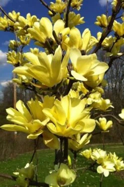 Yellow Bird Magnolia Tulip Tree - 3 Gallon Pot -Botanica Tree Store Magnolia Yellow Bird 32