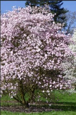 Centennial Blush Star Magnolia - 3 Gallon Pot -Botanica Tree Store Magnolia stellata centennial blush 2