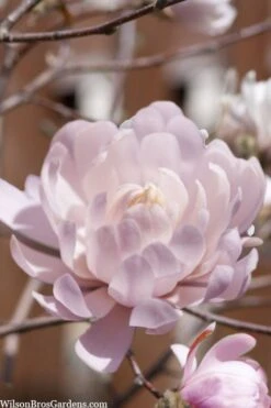 Centennial Blush Star Magnolia - 3 Gallon Pot -Botanica Tree Store Magnolia stellata centennial blush 3