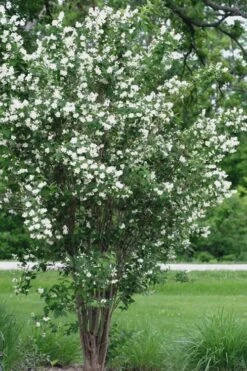 Mock Orange - Philadelphus X Virginalis - 3 Gallon Pot -Botanica Tree Store Mock Orange 13