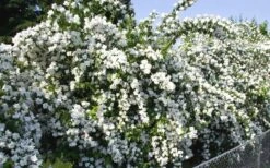Mock Orange - Philadelphus X Virginalis - 3 Gallon Pot -Botanica Tree Store Mock Orange Natchez 1