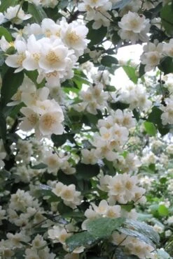 Mock Orange - Philadelphus X Virginalis - 3 Gallon Pot -Botanica Tree Store Mock Orange Philadelphus 10