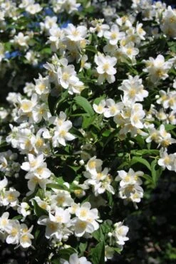 Mock Orange - Philadelphus X Virginalis - 3 Gallon Pot -Botanica Tree Store Mock Orange Philadelphus 8