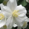 Mock Orange - Philadelphus X Virginalis - 3 Gallon Pot
